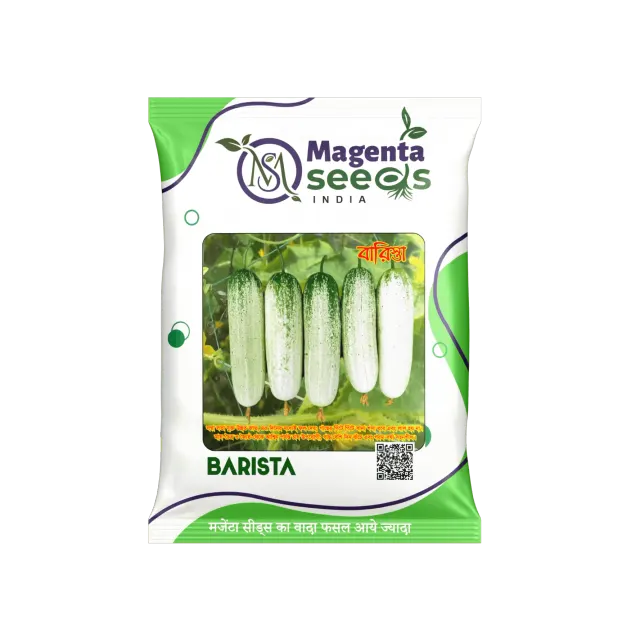 BARISTA - Desi Cucumber Seeds (Bengal Special) – बारिस्ता देशी खीरा के बीज