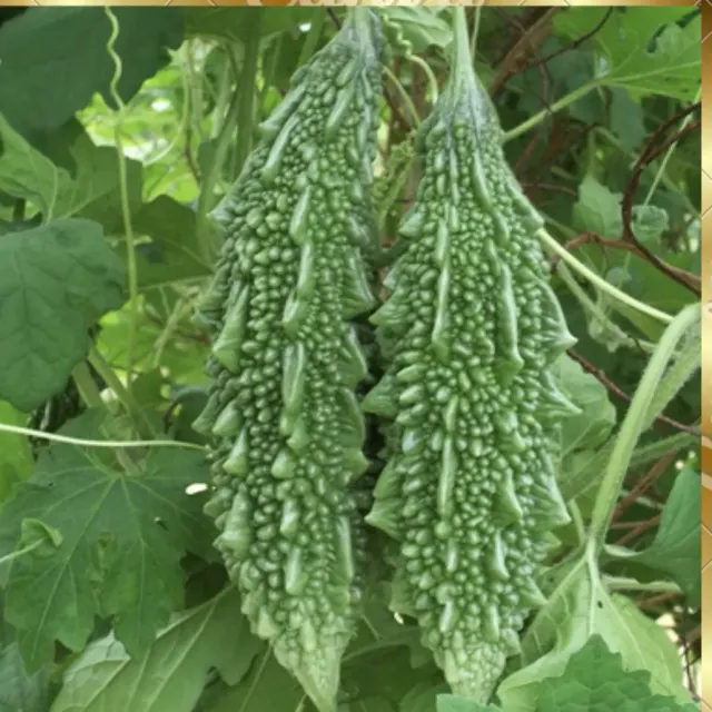 BITTERGOURD SEEDS