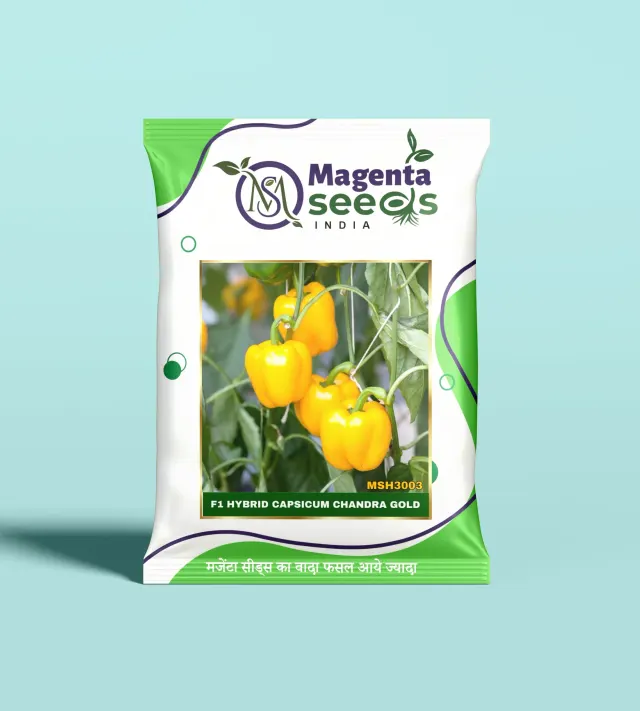 CHANDRA GOLD-Hybrid Capsicum Seeds