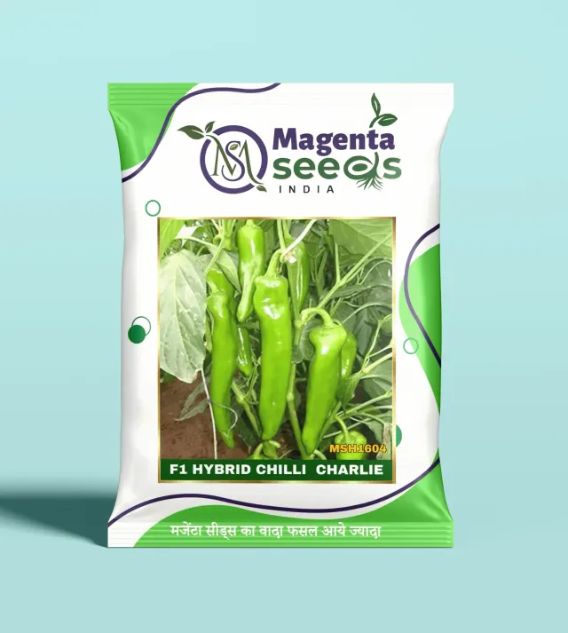 CHARLIE-Hybrid Chilli Gourd Seeds