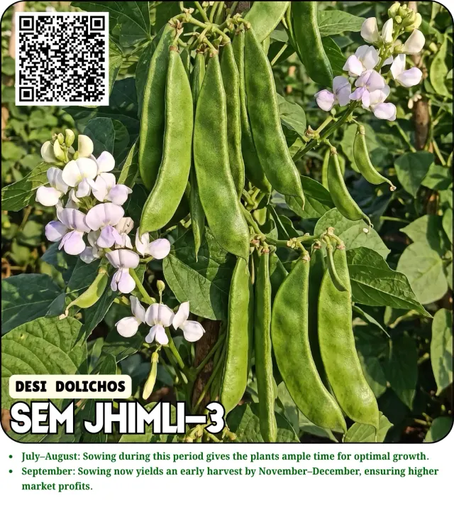 Desi Dolichos Seeds SEM 3 JHIMLI-3