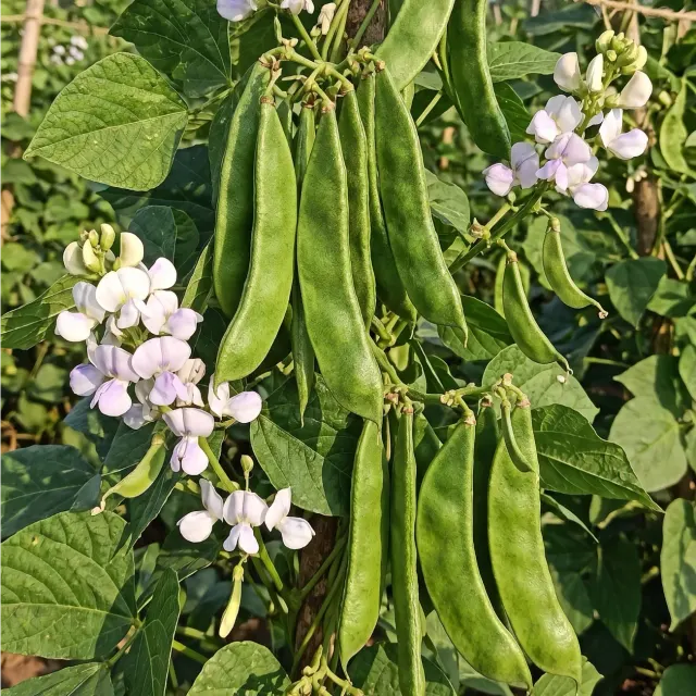 Desi Dolichos Seeds SEM seeds