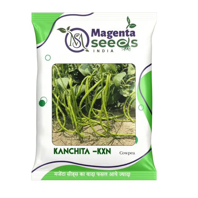 KANCHITA -KXN -Cawpea Seeds