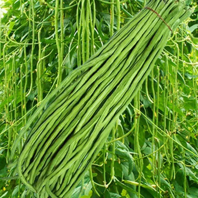 Long Barbati