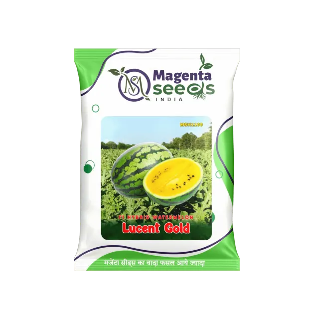 Lucent Gold Hybrid Watermelon** – हरा धारीदार, ओवल-राउंड आकार वाला पीले गूदे वाला हाई यील्ड वैरायटी तर्बूज