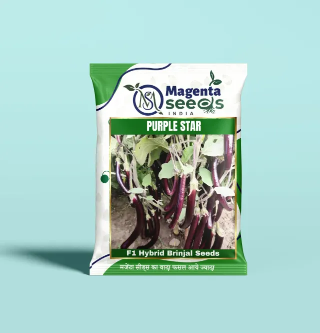 PURPLE STAR-Hybrid Brinjal Seeds