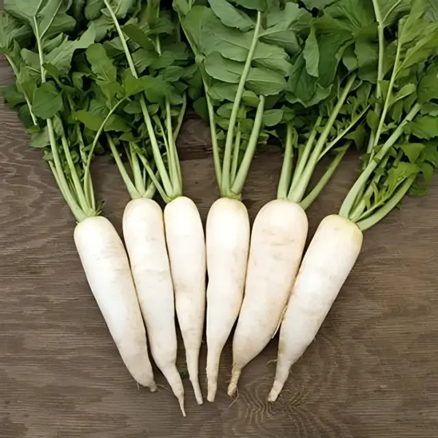 Radish Seeds