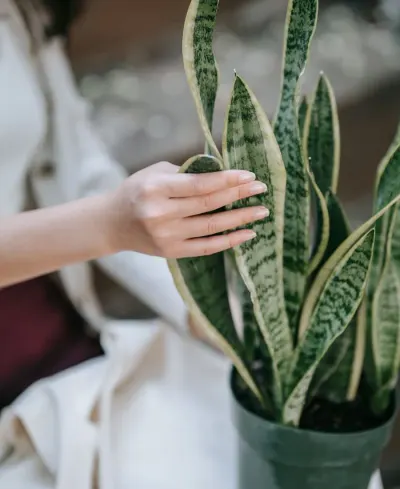 All Plants
