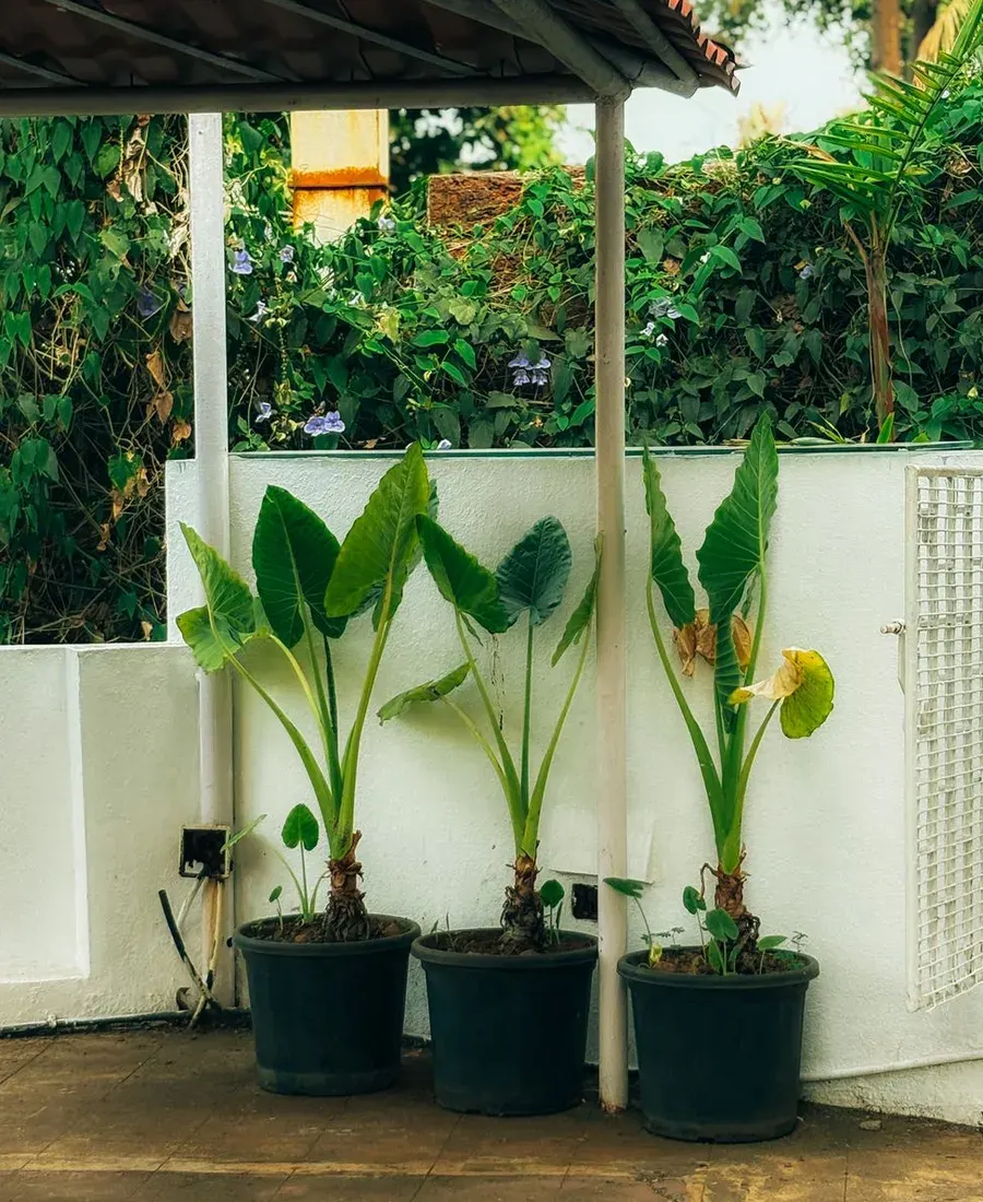 Complete garden kits