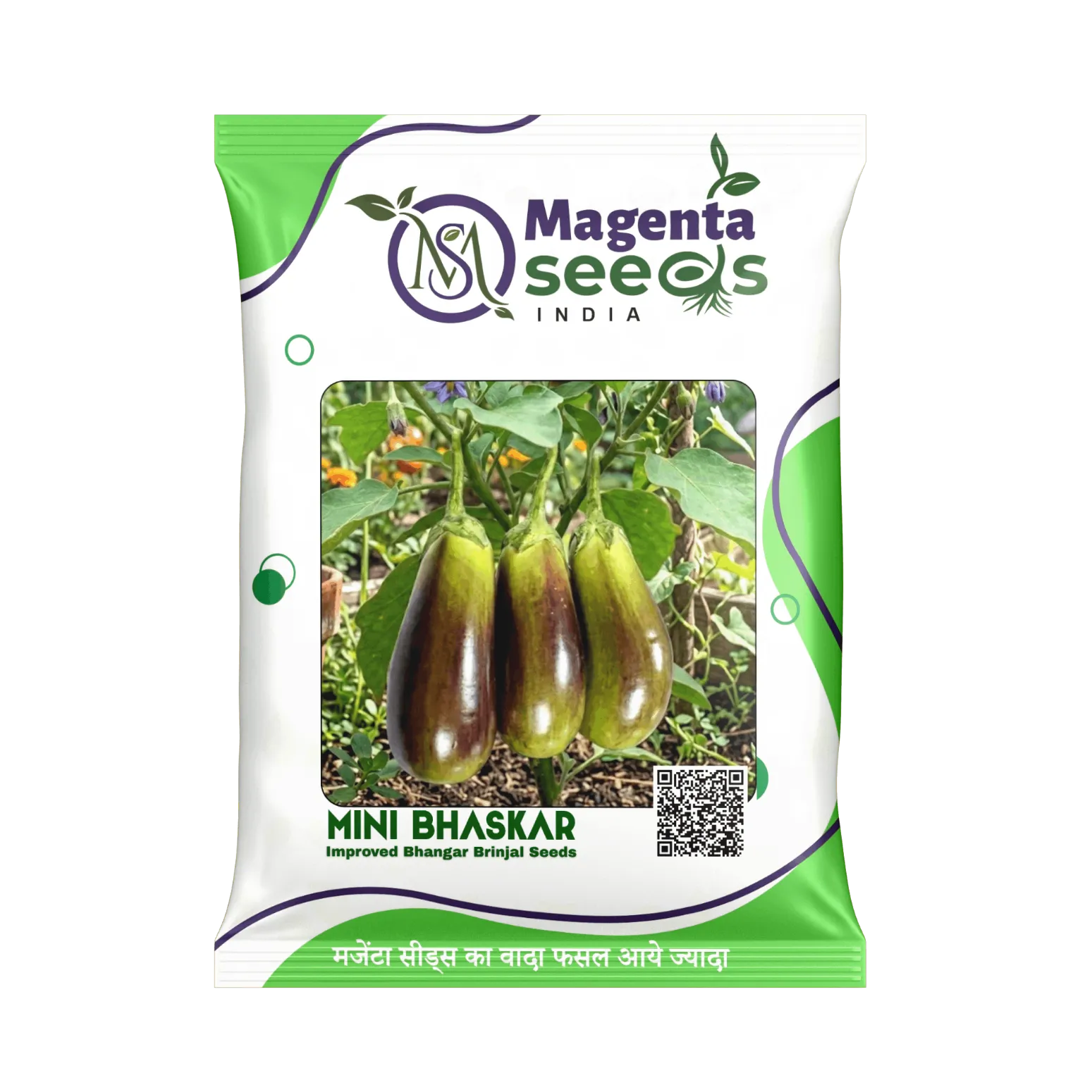 Improved Bhangar Brinjal Seeds_MINI BHASKAR