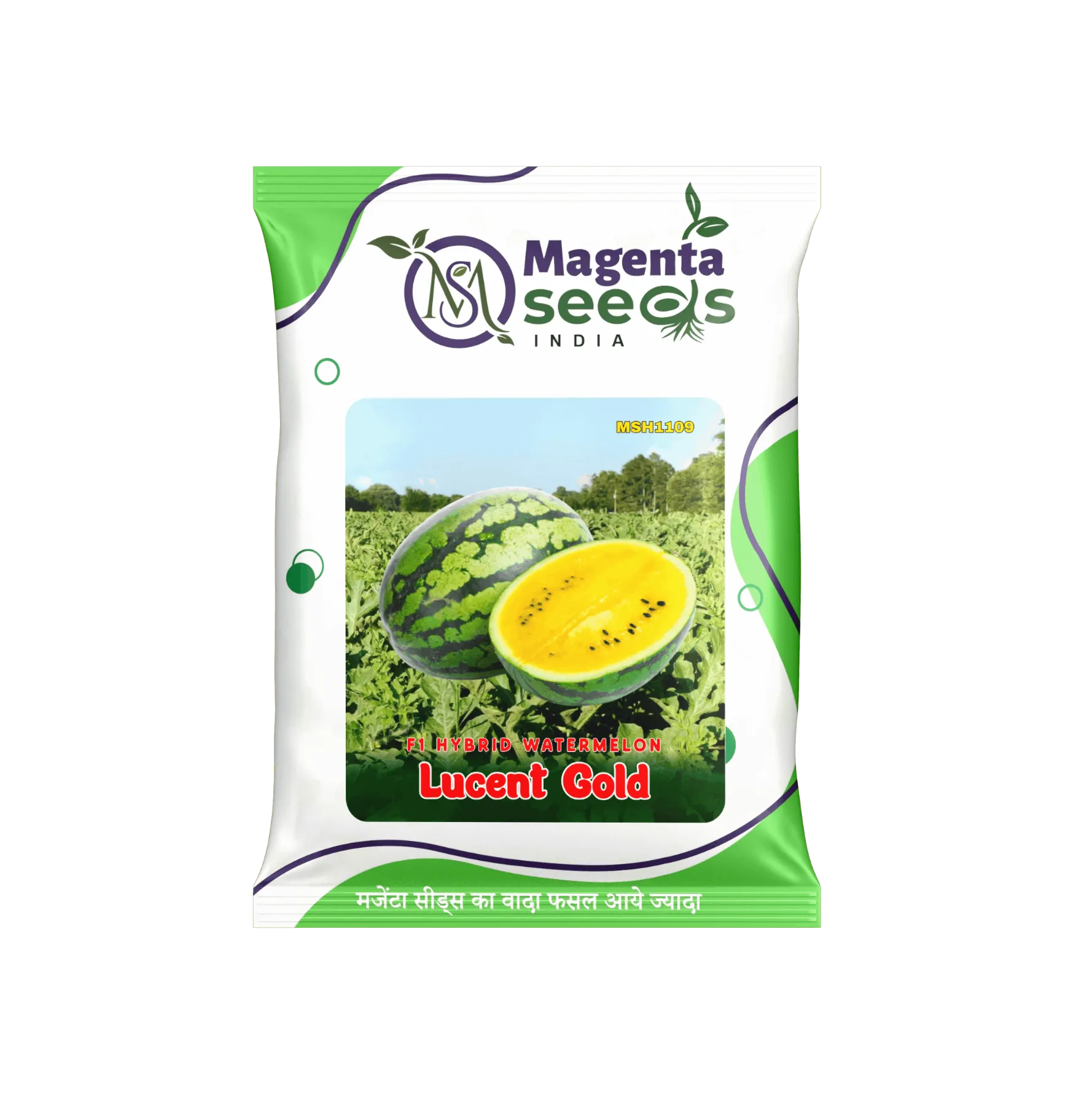 Lucent Gold Hybrid Watermelon** – हरा धारीदार, ओवल-राउंड आकार वाला पीले गूदे वाला हाई यील्ड वैरायटी तर्बूज