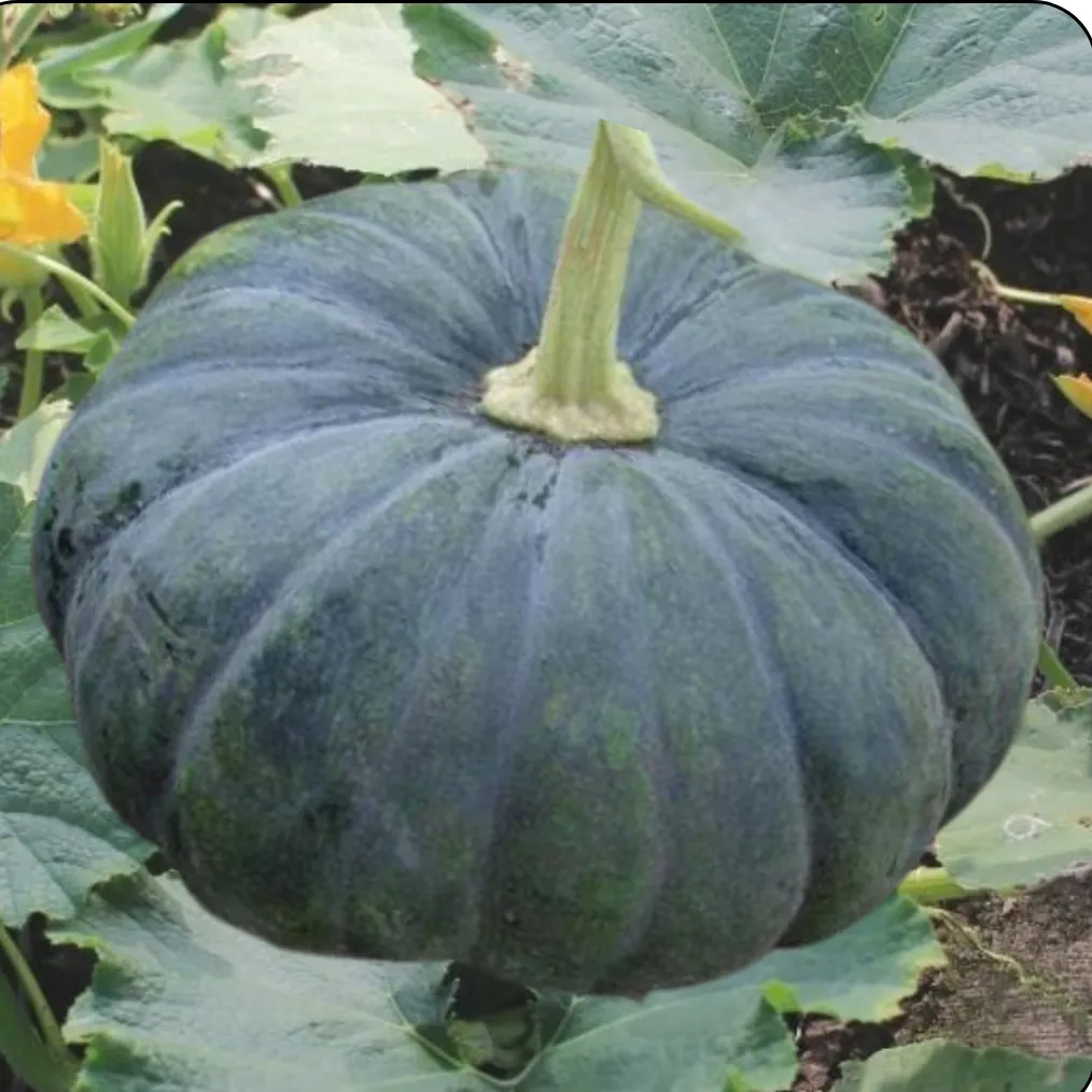 Pumpkin Seeds