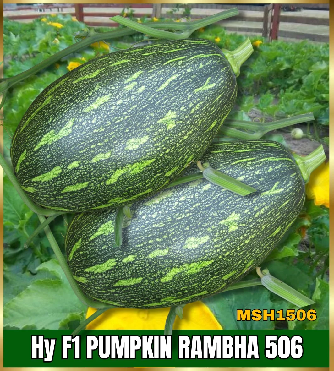 RAMBHA - Long Hybrid Pumpkin Seeds
