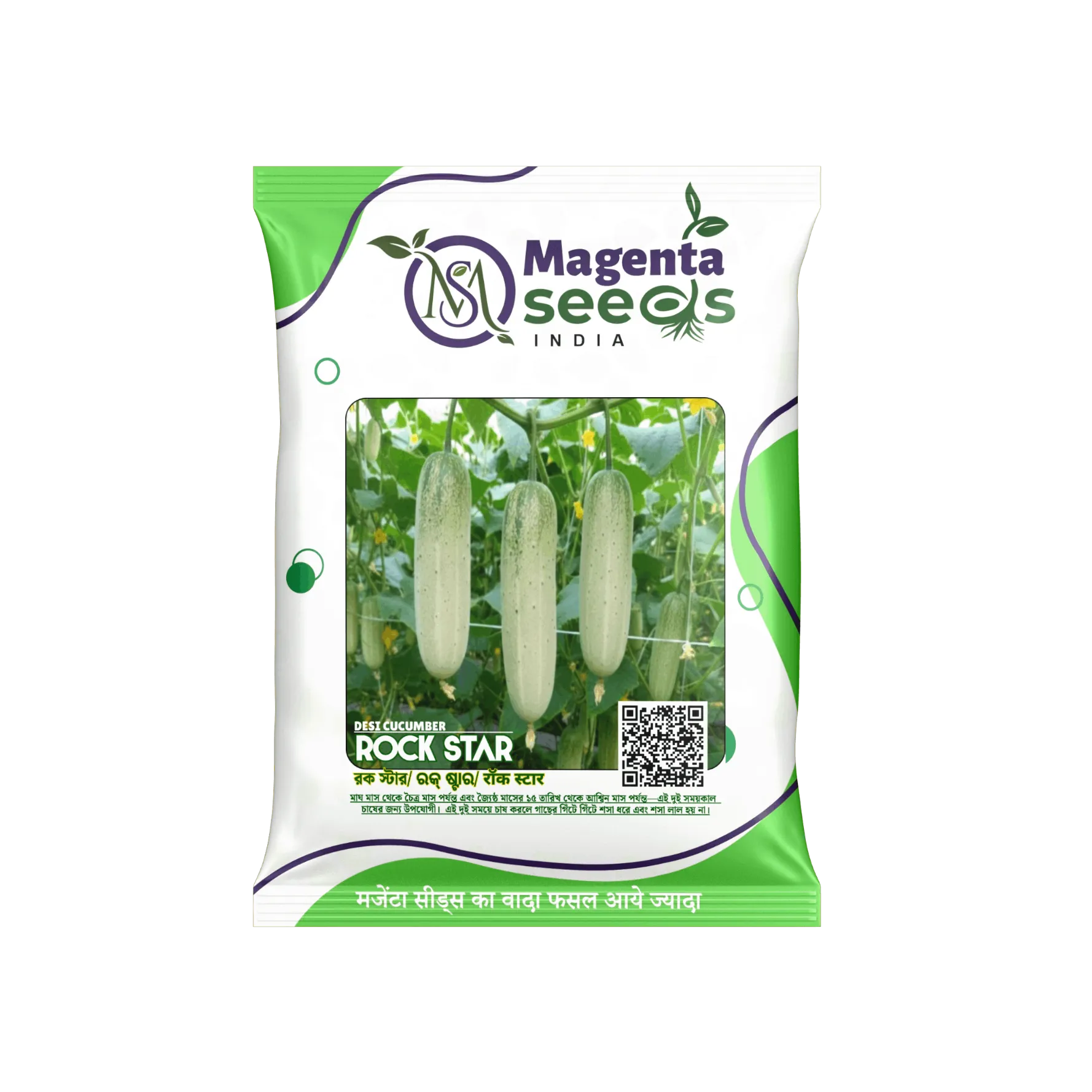 Rockstar  IMP  Cucumber Seeds – High Yield, Early Maturity, Disease Resistant