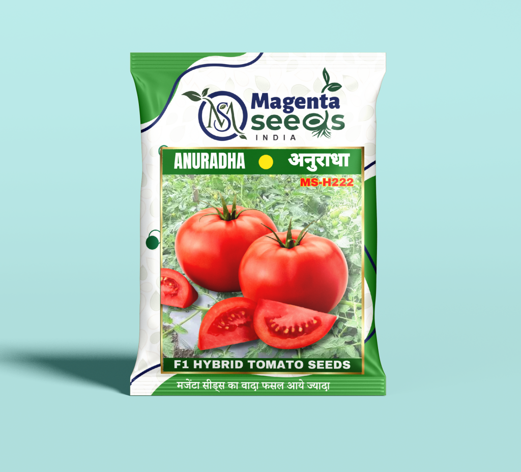 Anuradha F1 Tomato